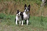 BOSTON TERRIER 162